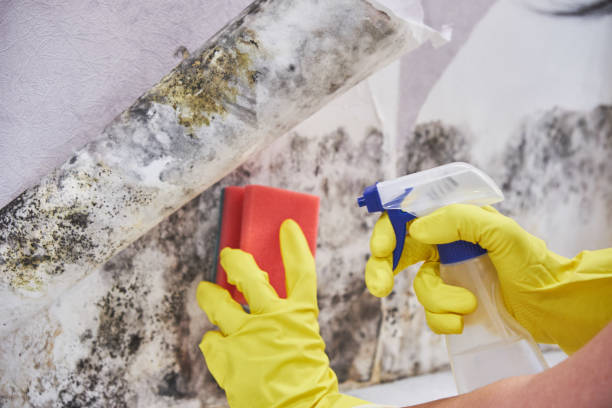 Best Environmental Consulting for Mold Prevention  in Bear, DE